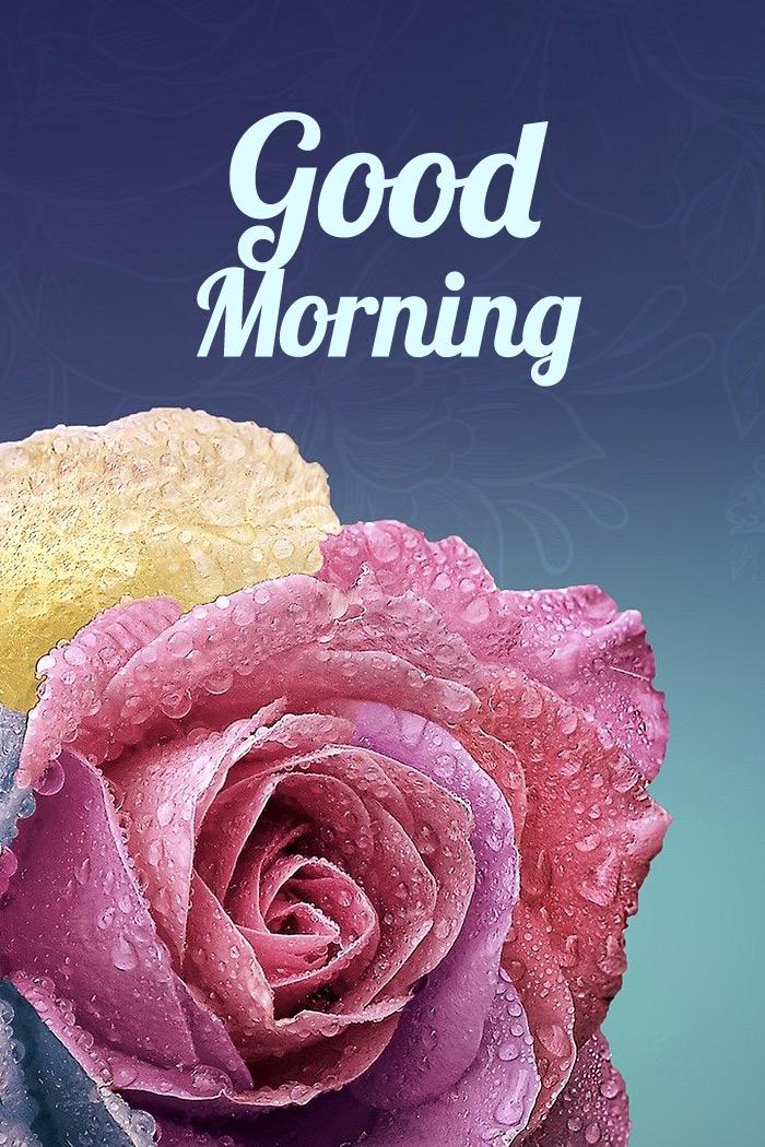 Good Morning, vertical tall picture of a beautiful rose (tall rectangle shape picture)