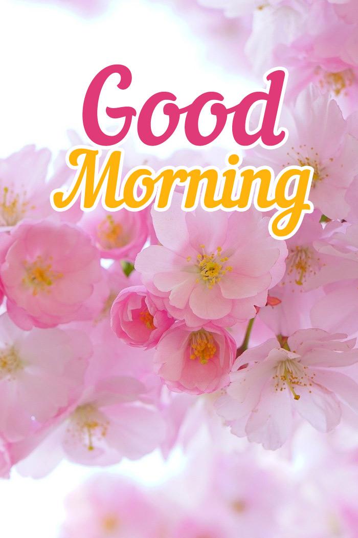 Good Morning Beautiful Picture with pink flowers on tree - vertical image (tall rectangle shape picture)