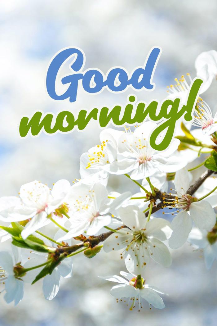 Good Morning picture with delicate flowers on a tree branch (tall rectangle shape picture)