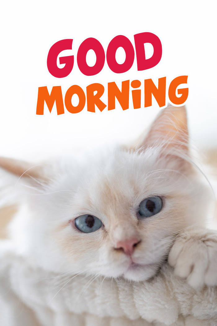 Good Morning - vertical long picture with cat (tall rectangle shape picture)