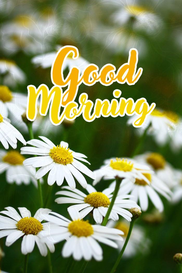 Good Morning - picture with beautiful daisies, vertical image (tall rectangle shape picture)