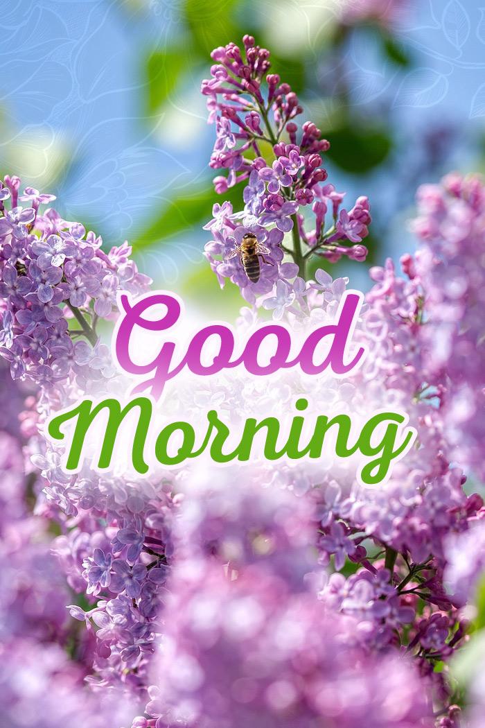 Good Morning - nice picture with lilac, square picture (tall rectangle shape picture)