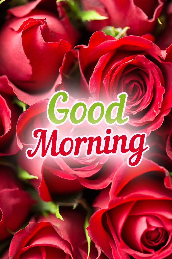 Good Morning Beautiful Picture with red roses, vertical image (tall rectangle shape picture)