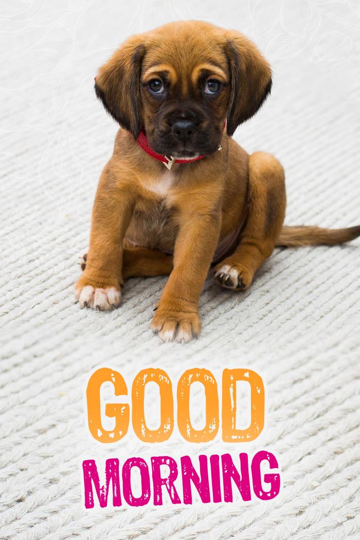 Good Morning Picture with cute puppy, vertical image (tall rectangle shape picture)