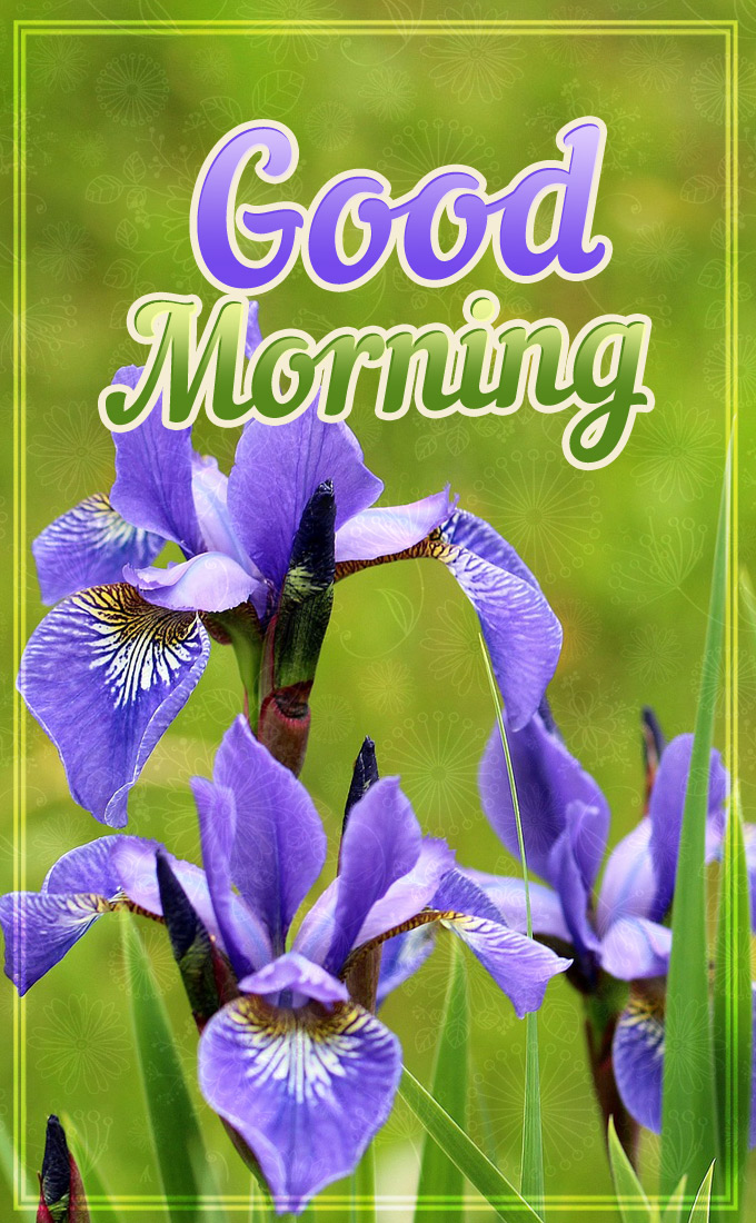 Good Morning, vertical tall picture with beautiful Irises (tall rectangle shape picture)