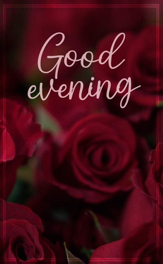 Good Evening vertical tall image with beautiful red roses (tall rectangle shape picture)