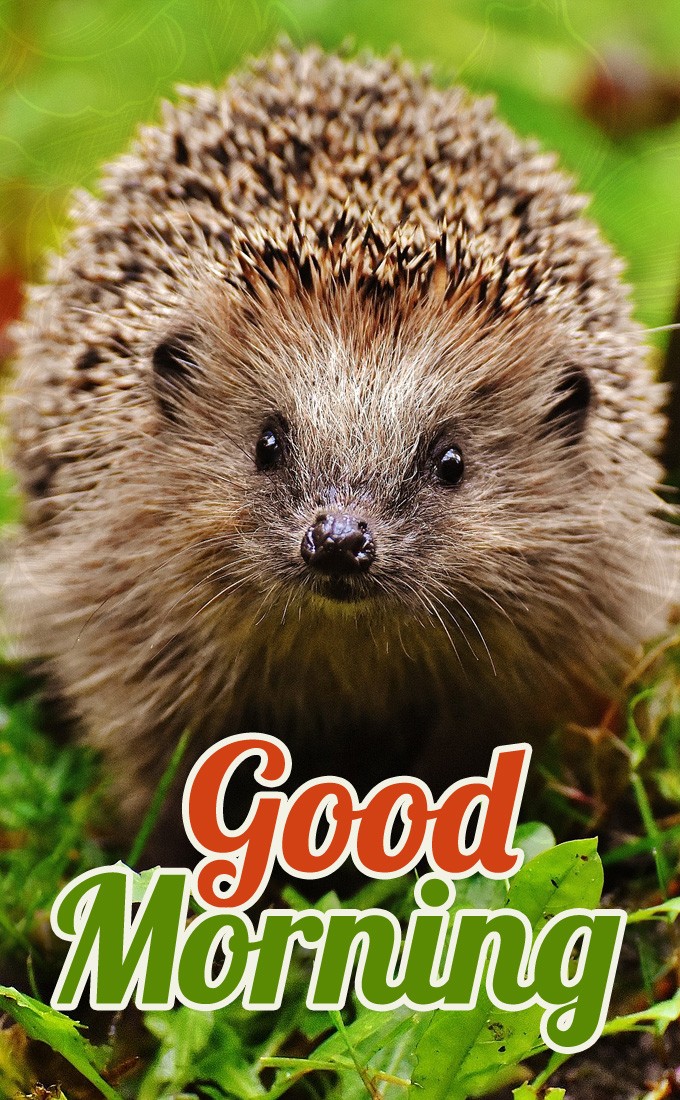 Good Morning card with hedgehog photo (tall rectangle shape picture)