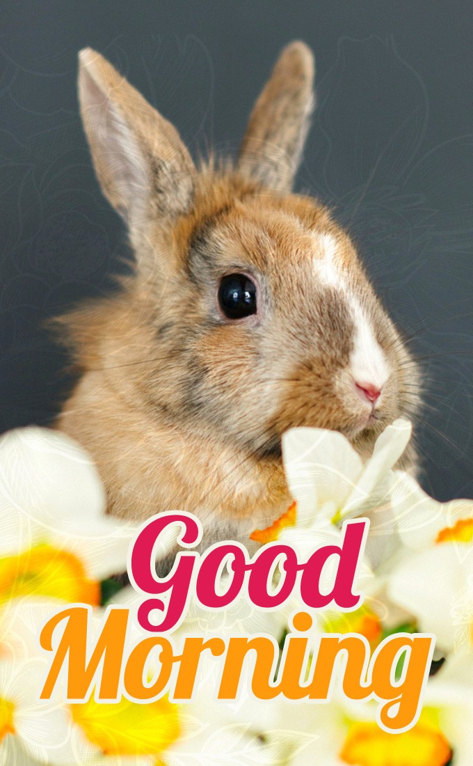 Good Morning picture with cute bunny (tall rectangle shape picture)