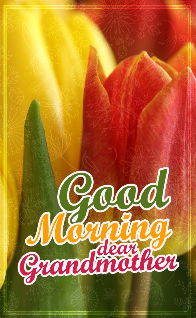 Good Morning dear Grandmother vertical tall image with tulips (tall rectangle shape picture)