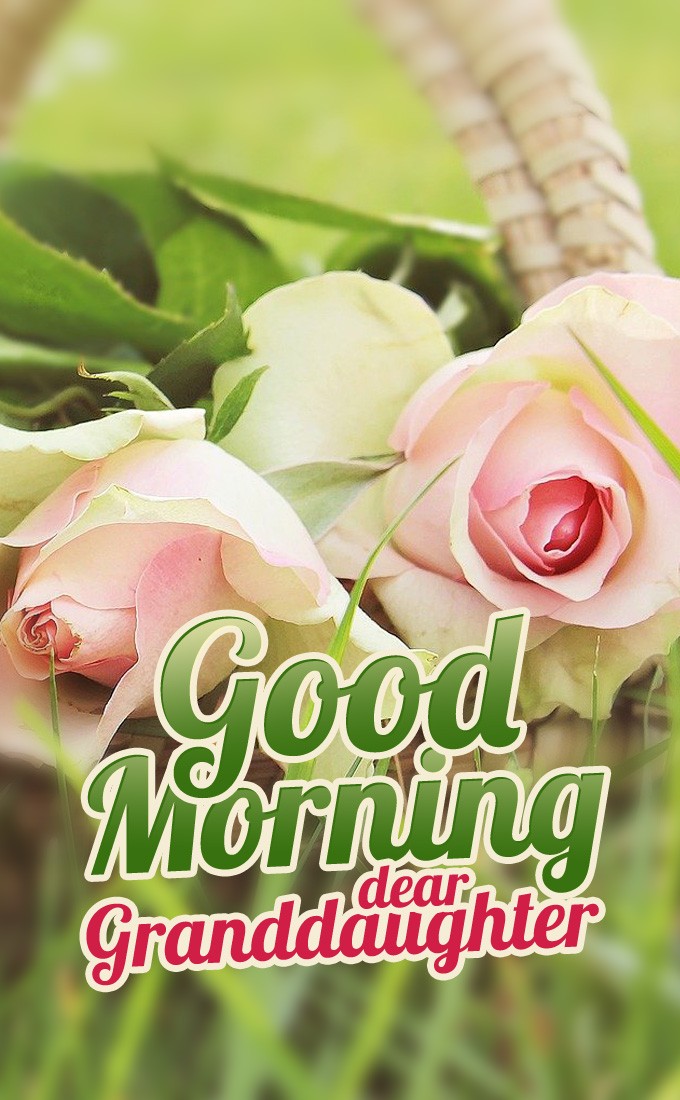 Good Morning granddaughter vertical tall image with beautiful pink roses (tall rectangle shape picture)