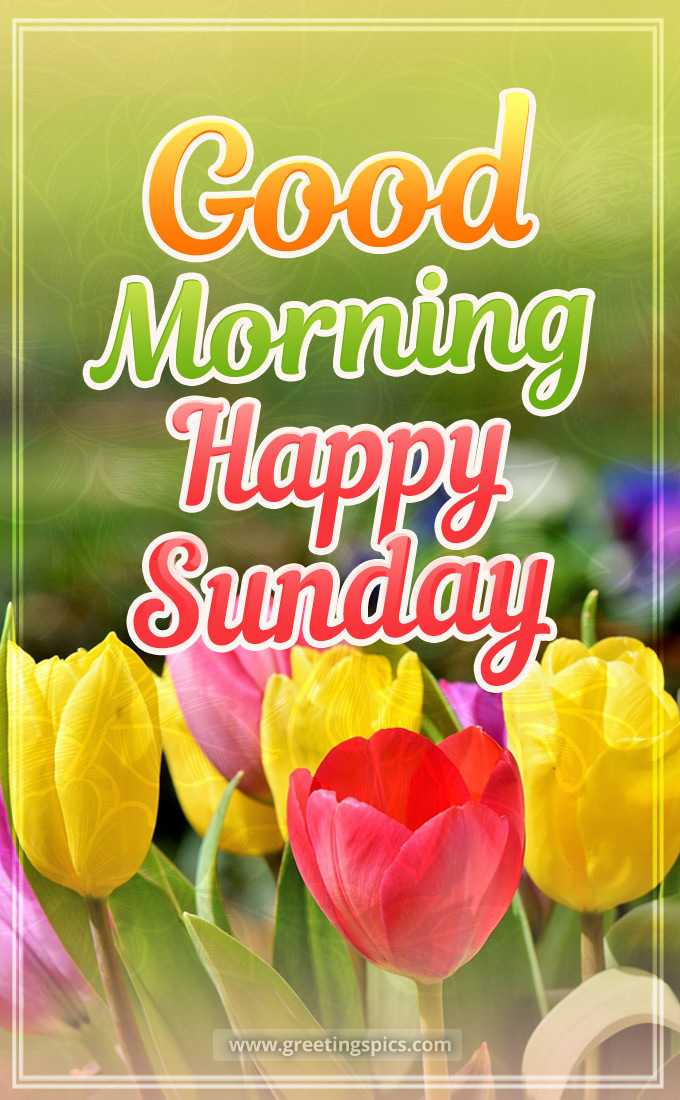 Good Morning Sunday image with beautiful red and yellow tulips (tall rectangle shape picture)