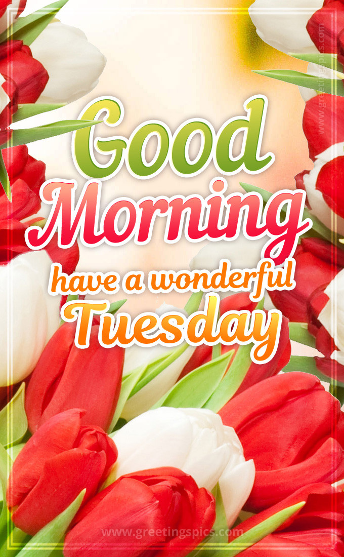 Good Morning Have a Wonderful Tuesday image with beautiful white and red tulips (tall rectangle shape picture)