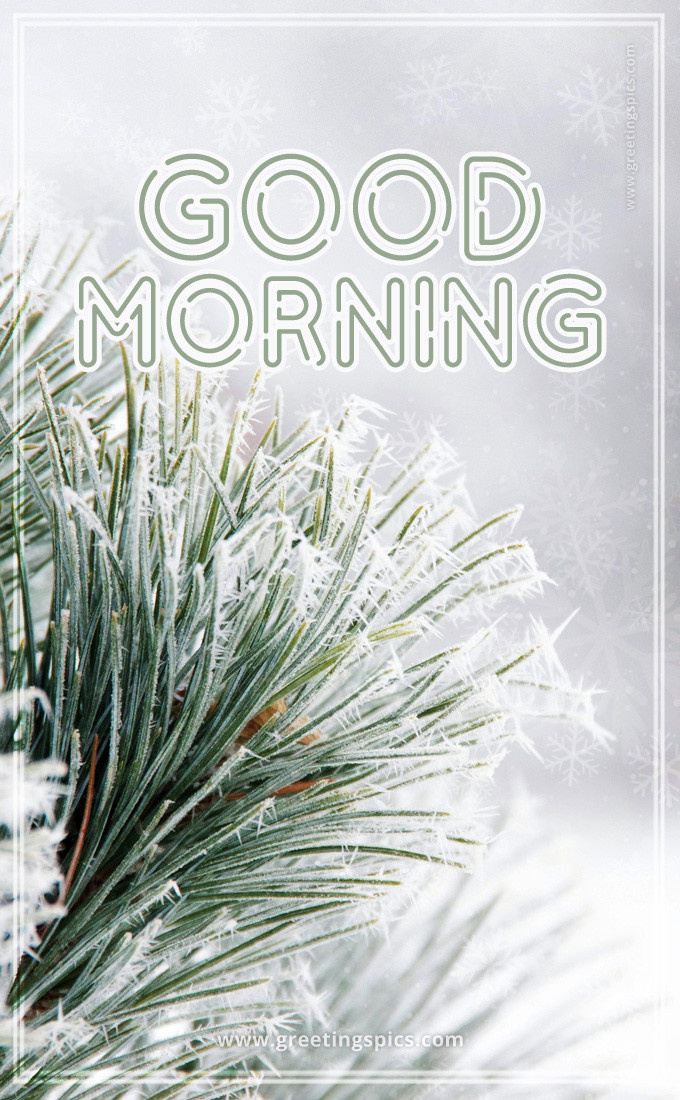 Good Morning picture with pine branch and snow (tall rectangle shape picture)