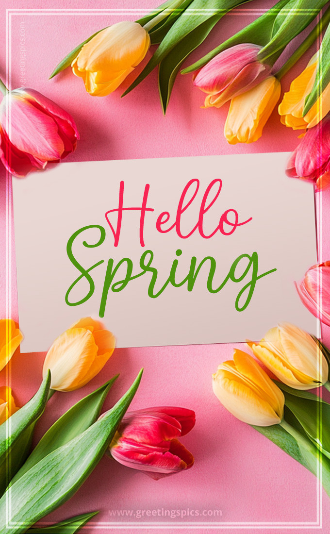 Hello Spring a picture with a note and beautiful colorful tulips (tall rectangle shape picture)