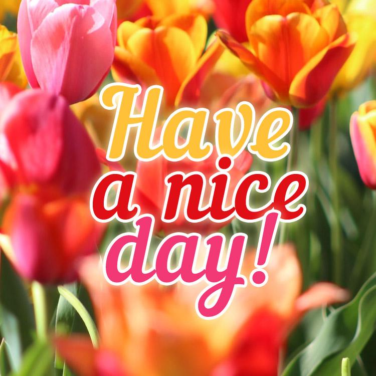 Have a nice day Image square (square shape image)