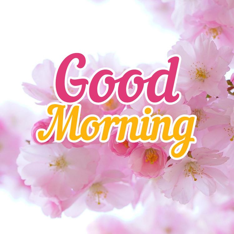 Good Morning Beautiful Picture with pink flowers on tree - square shaped image (square shape image)