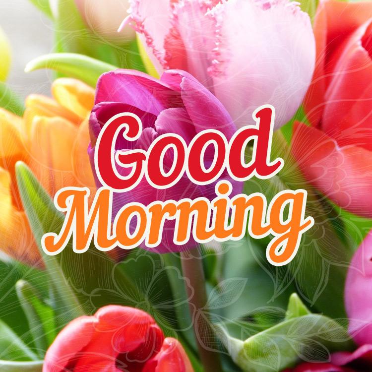 Good Morning - picture with colorful tulips, square sized (square shape image)