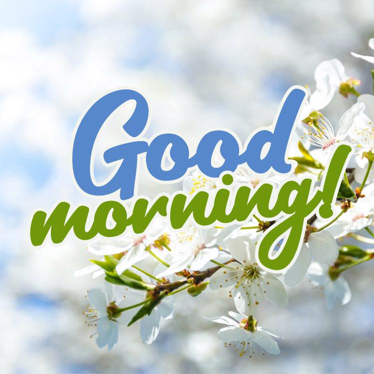 Good Morning picture with delicate flowers on a tree branch (square shape image)