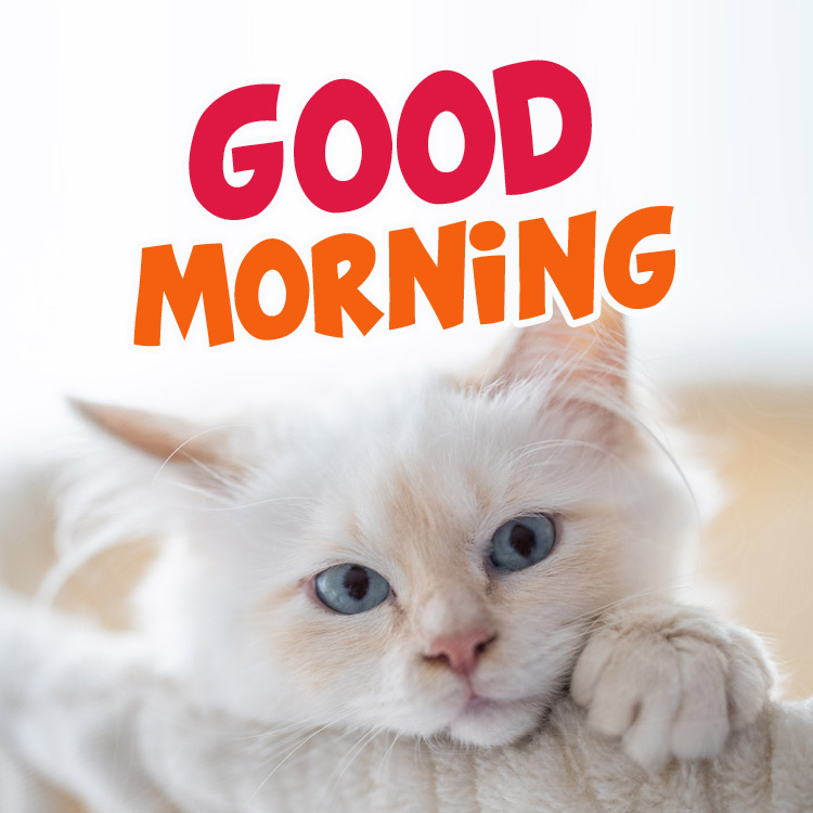 Good Morning - picture with cat, square shape (square shape image)