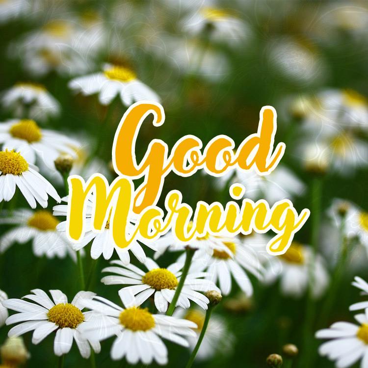 Good Morning - picture with beautiful daisies, square image (square shape image)