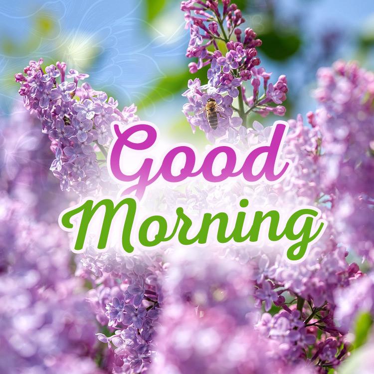 Good Morning - nice picture with lilac, square image (square shape image)