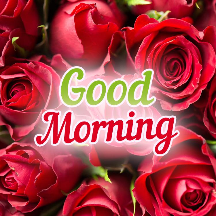 Good Morning Beautiful Picture with red roses, square shape (square shape image)