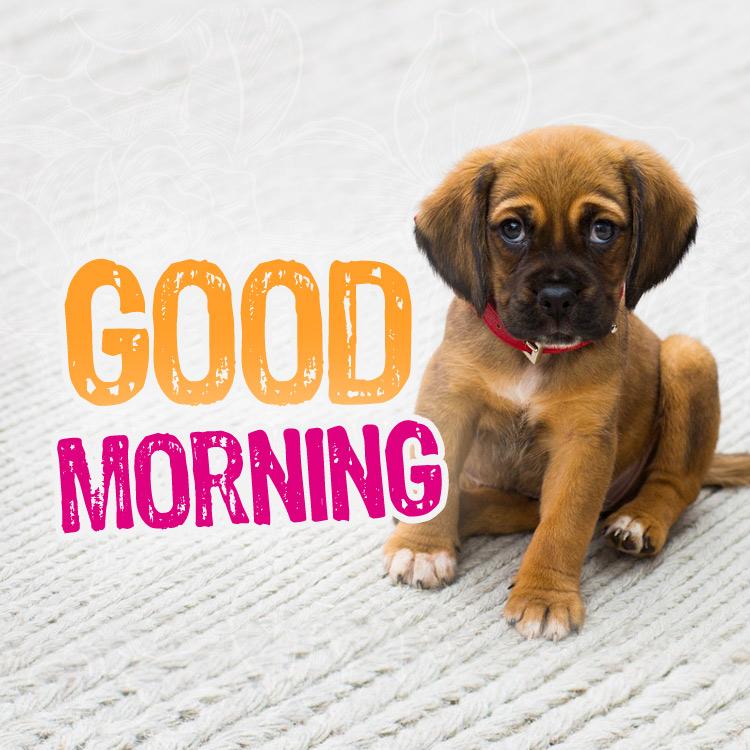 Good Morning Picture with cute puppy, square shaped (square shape image)