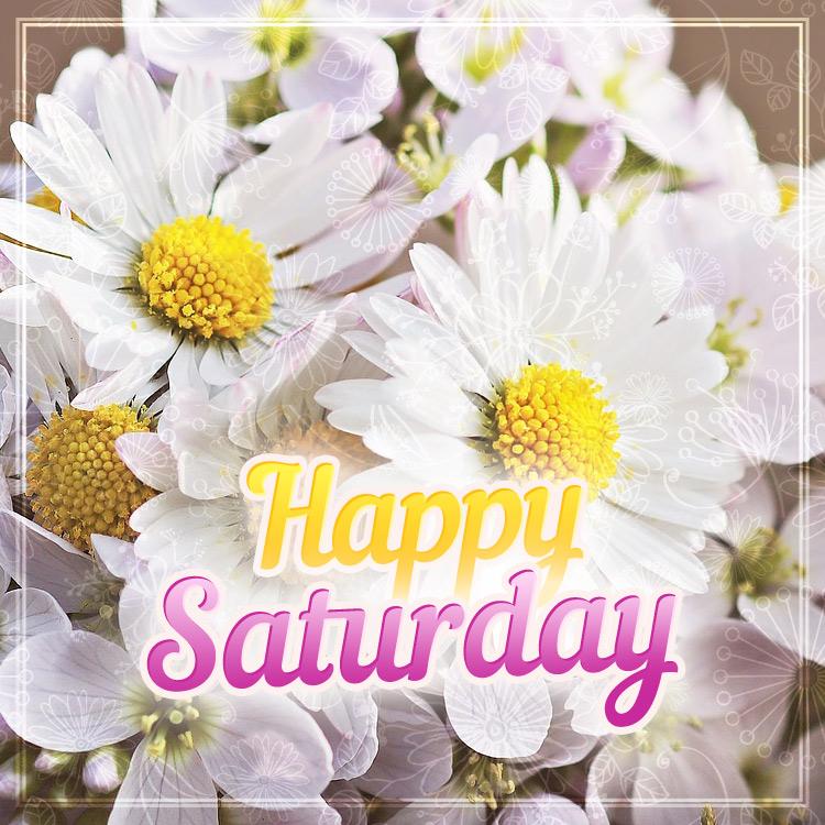 Happy Saturday Image with beautiful daisies on the background, square size (square shape image)