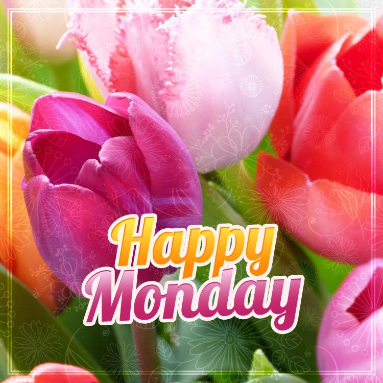 Happy monday, image with colorful tulips, square size (square shape image)