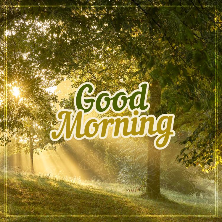 Good Morning image with beautiful forest on the background, square size (square shape image)