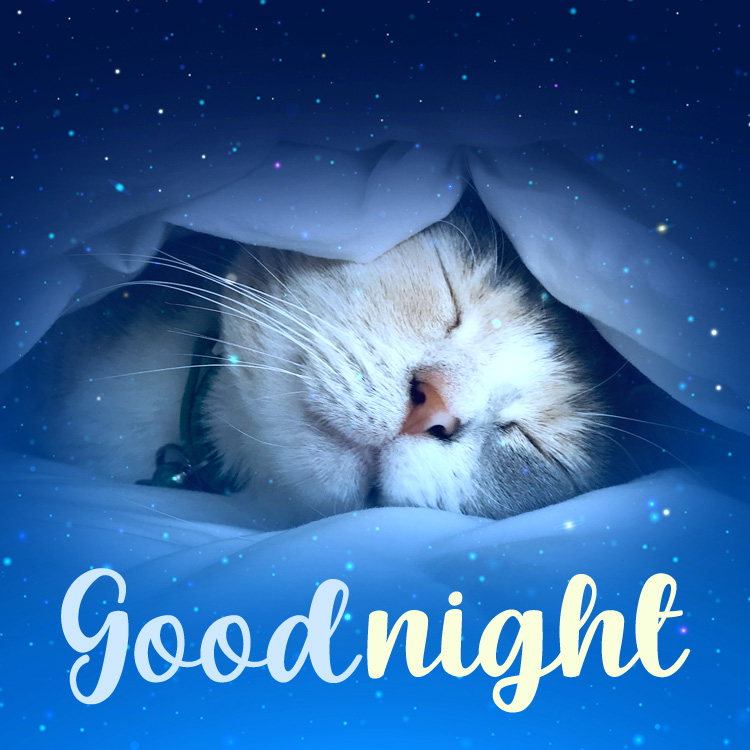 Good night wishes with a photo of a sleeping cat, square size (square shape image)