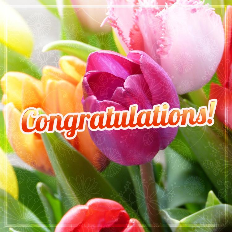 Congratulations Image with beautiful tulips, square size (square shape image)