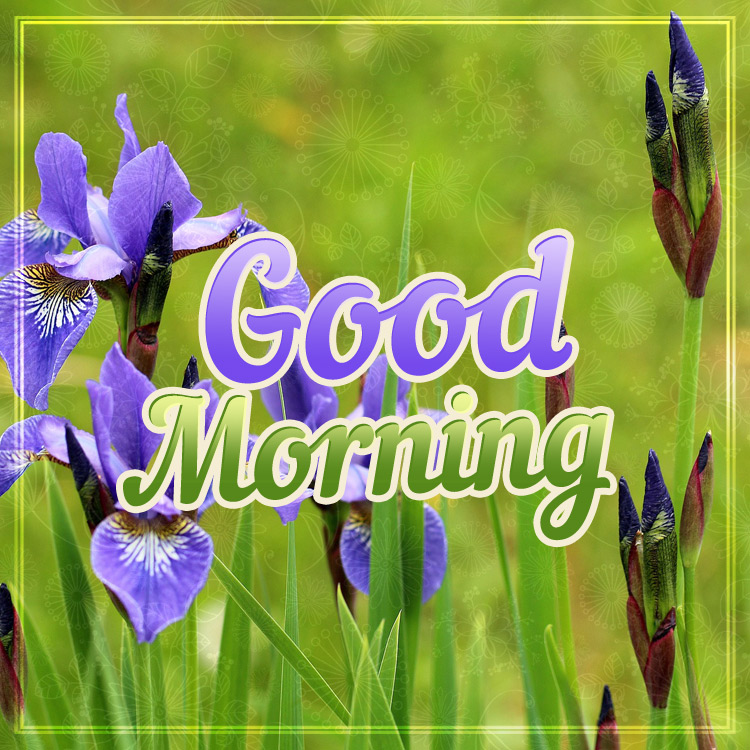 Good Morning, square shape picture with beautiful Irises (square shape image)