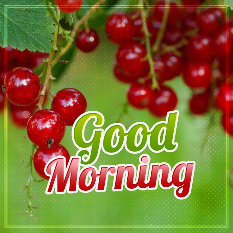 Good Morning square shape picture with redcurrants (square shape image)