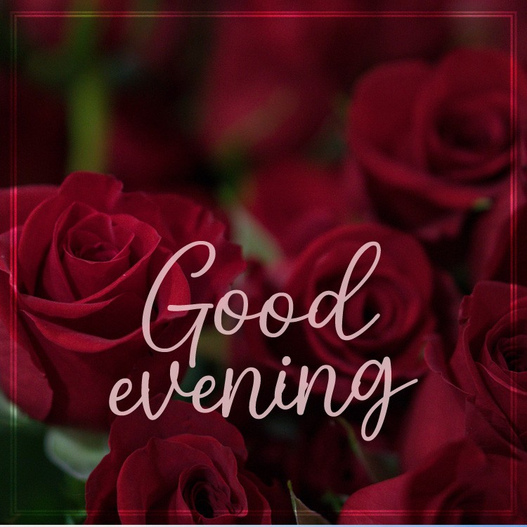 Good Evening square shape image with beautiful red roses (square shape image)