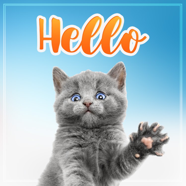 Hello Image with cute kitten, square shape (square shape image)