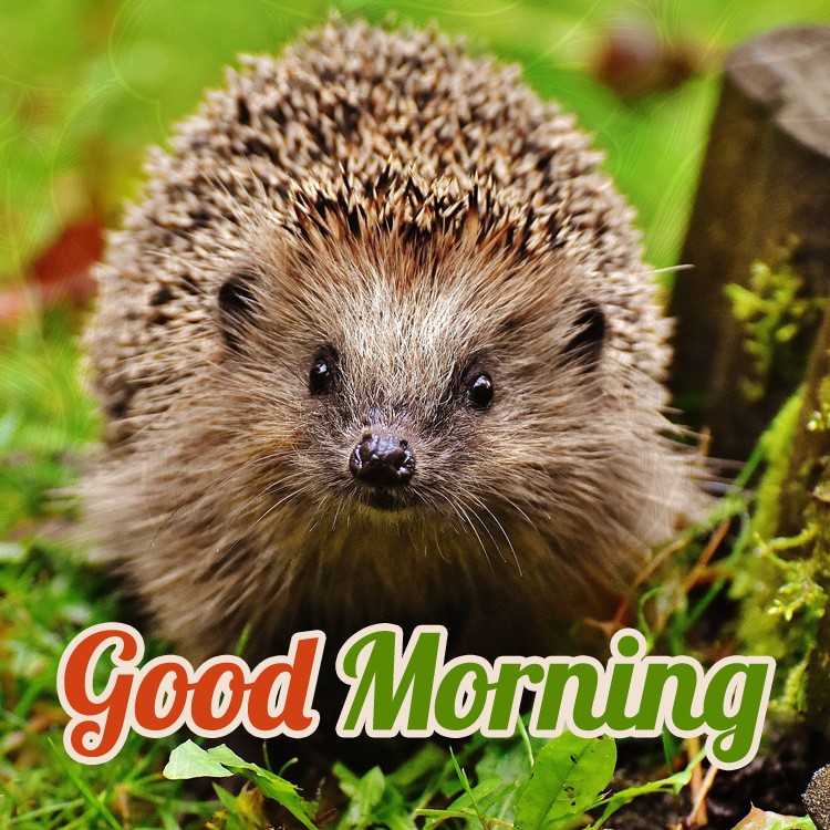 Good Morning card with hedgehog photo (square shape image)