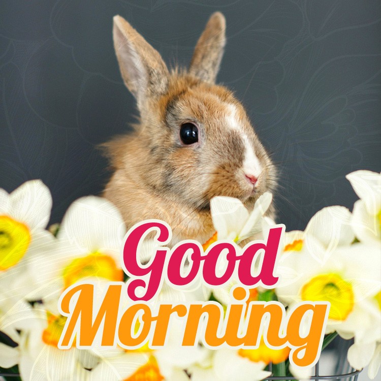 Good Morning picture with cute bunny (square shape image)