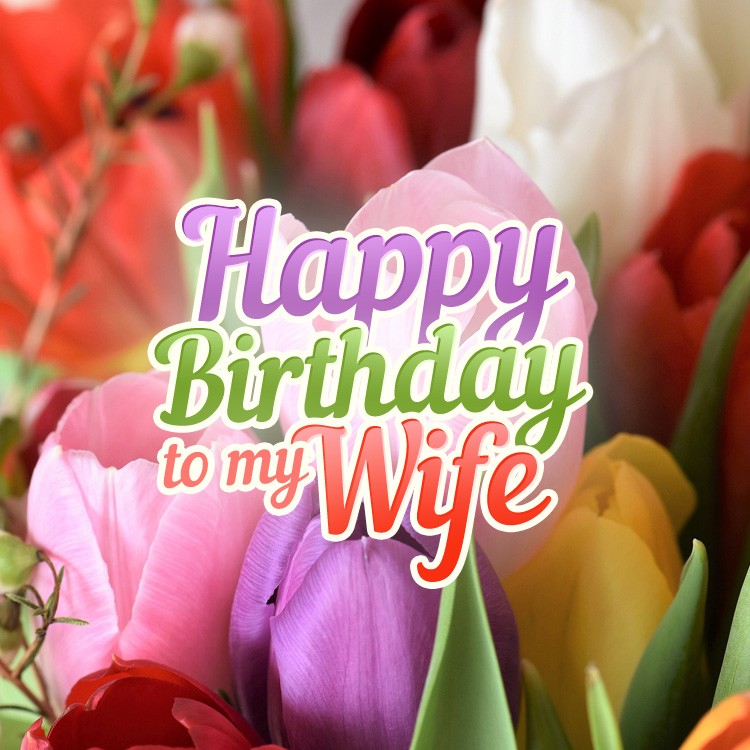 Happy Birthday to my Wife square shape picture with colorful tulips (square shape image)