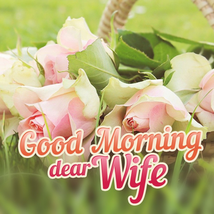 Good Morning dear Wife square shape image with pink roses (square shape image)