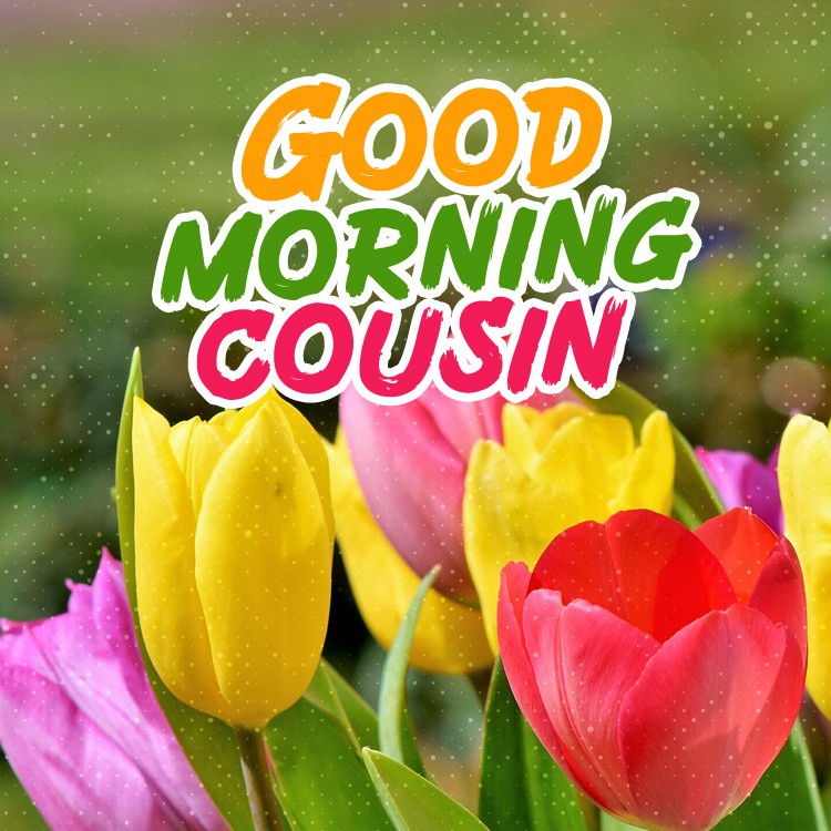 Good Morning Cousin square shape image with colorful tulips (square shape image)