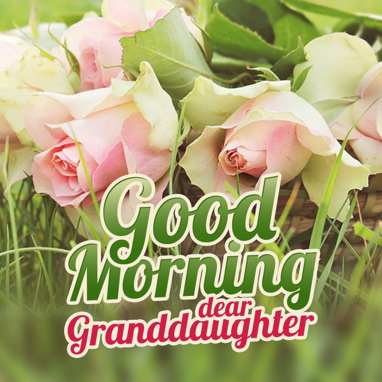 Good Morning granddaughter square shape image with beautiful pink roses (square shape image)