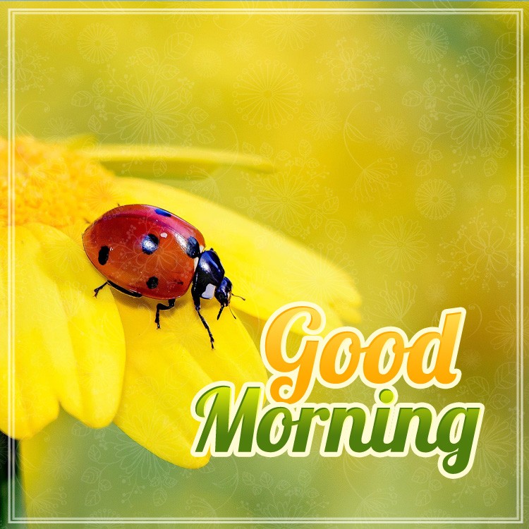 Good Morning square shape picture of a ladybug sitting on a yellow flower (square shape image)