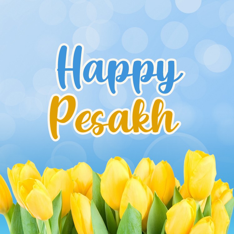 Happy Pesach square shape picture with yellow tulips (square shape image)