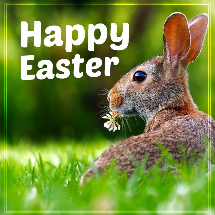 Happy Easter square shape Image with hare on the grass (square shape image)