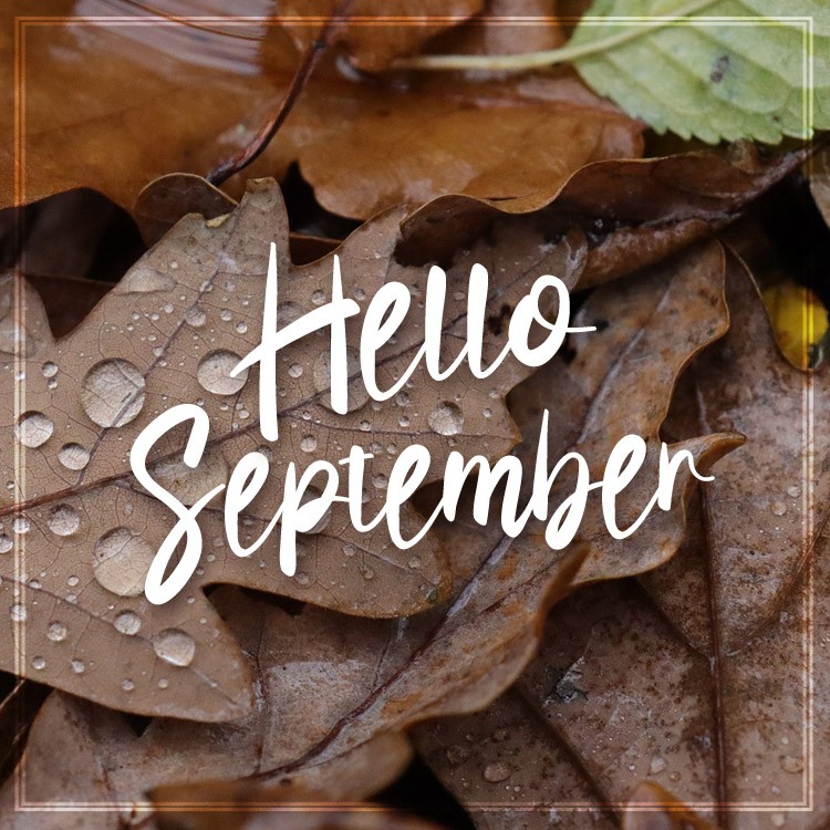 Hello September picture with raindrops on leaves (square shape image)