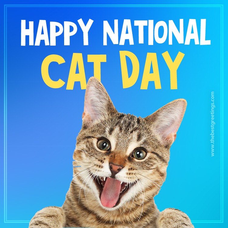 Happy National Cat Day Funny Picture (square shape image)