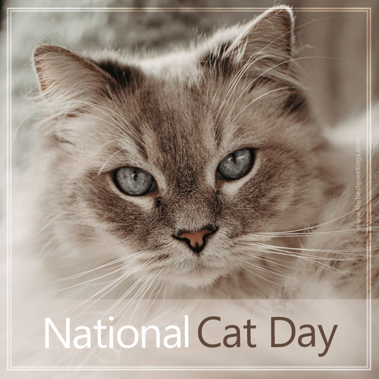 National Cat Day Picture with beautiful kitty (square shape image)