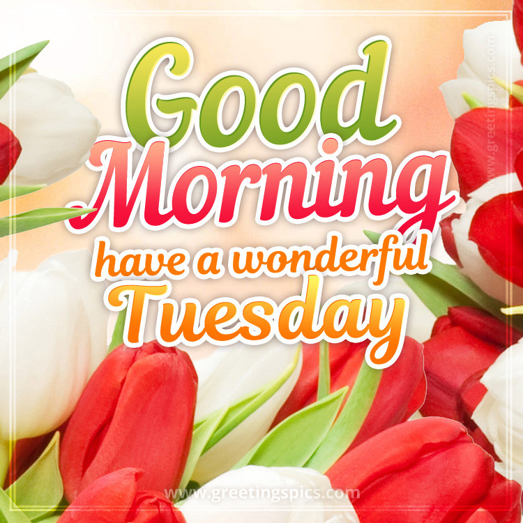 Good Morning Have a Wonderful Tuesday image with beautiful white and red tulips (square shape image)