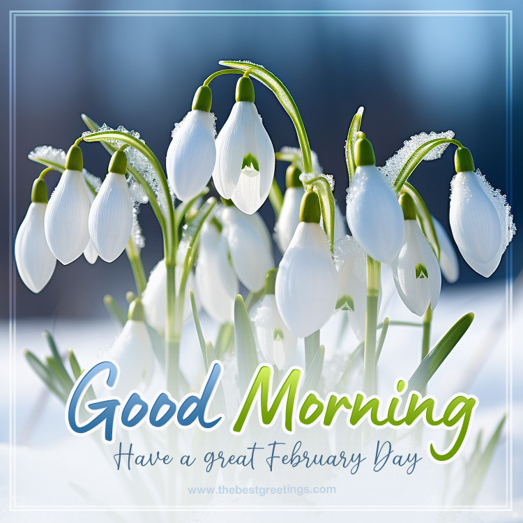 Good Morning have a nice February Day image with beautiful snowdrops (square shape image)